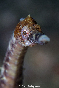 Pipefish Portrait by Iyad Suleyman 
